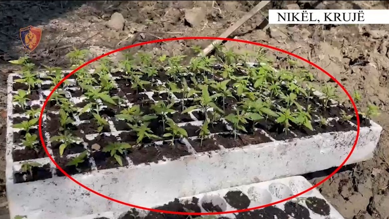 Policia kontrolle në zonën e Niklës e Fushë-Krujës, zbulohen 1140 fidanë kanabis sativa 1682068654 Screenshot1