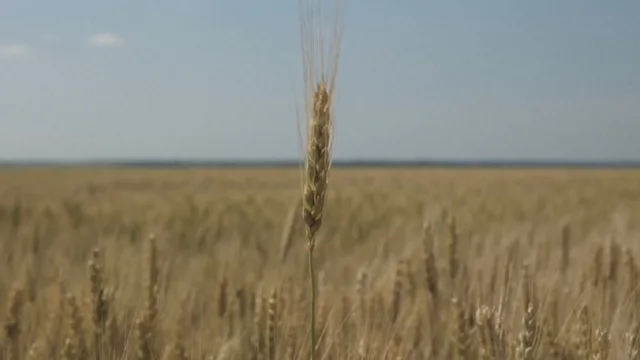 Zbulohen pesticide të paligjshme në grurin ukrainas, BE ua dërgon vendeve të treta. Po në Shqipëri çfarë po vjen? 640 0 produktet ukrainas 1682165406
