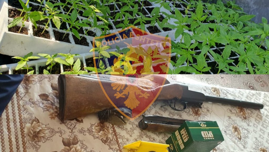 48-vjeçarja arrestohet për 182 fidanë kanabis, shpallet në kërkim bashkëshorti CIFTEE