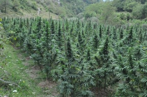 Megaoperacioni “Alpe të pastra”, asgjësohen 11609 bimë narkotike në Shkodër, Vaun e Dejës dhe Pukë hashashi i mbjelle 473x314 1