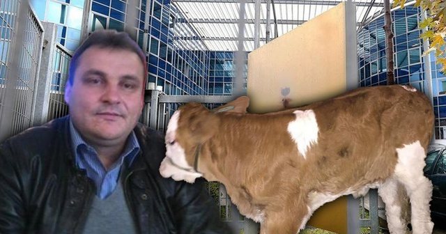Jo vetëm lekë, por edhe viç të therur.Detaje të reja nga hetimet e SPAK për inspektorin e arrestuar 640 0 024433b3a996123f0d0dda3131cdbb70