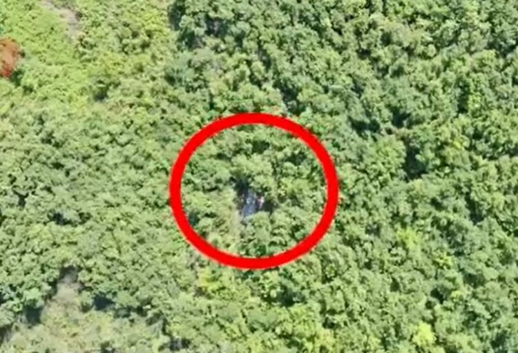 Operacion anti-drogë në Lezhë, asgjesohen 3000 fidanë kanabis dro 2 750x511 1