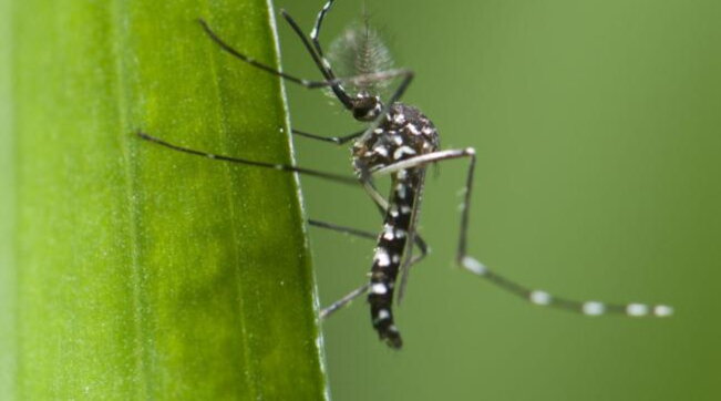 Alarm kundër mushkonjave në Europë: Rritja e temperaturave po shton insektet që shkaktojnë sëmundje virale 144257069 8338a374 376a 468c 8c7e a3b76d6b7260
