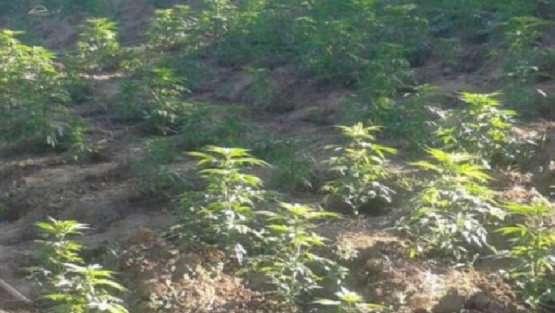 I shpallur në kërkim ndërkombëtar për kultivimin e 1720 bimëve narkotike, kapet në Itali Aldo Halili 1629635621 Capture