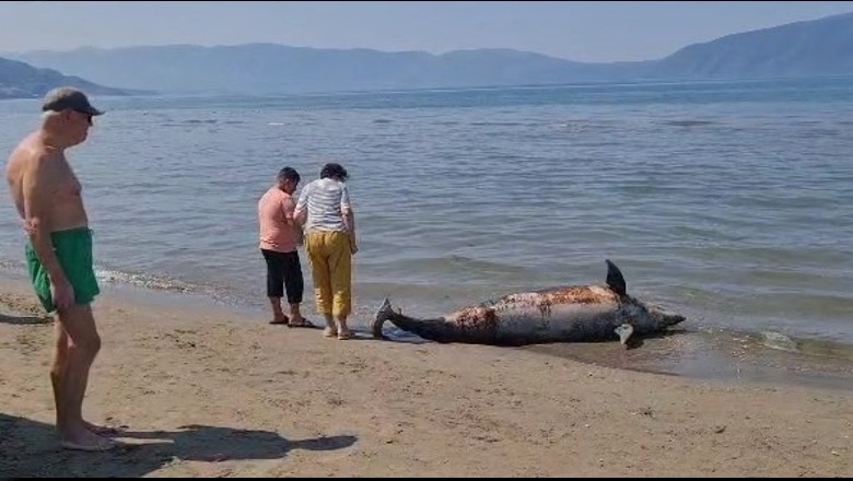 Gjendet delfini i ngordhur në afërsi të plazhit të Vjetër në Vlorë 1687250302 delfin lvgbfW6fy transformed
