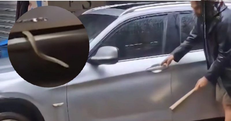 Panik në Tiranë, gjarpri tmerron qytetarin, i futet në makinë 28C2AEFC 4819 4E0E AD09 D7201814AF7E