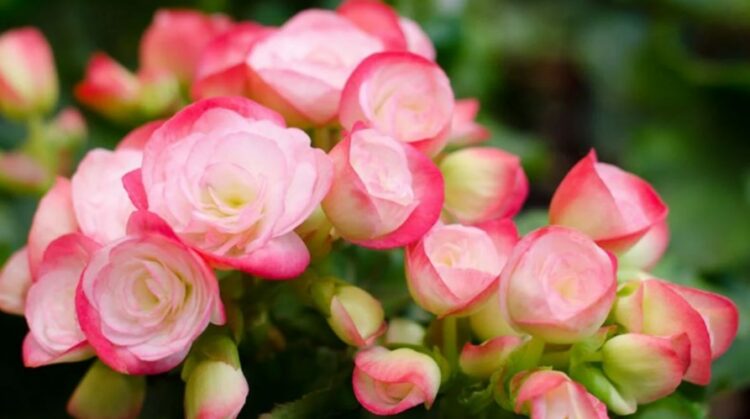 Begonia e Shqipërisë, vlerat medicinale begonia 750x419 1