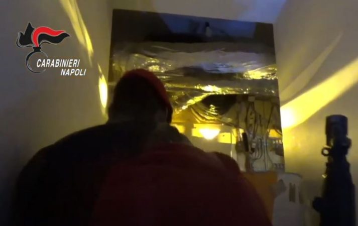 Asgjësohen mijëra rrënjë kanabis në Kalabri, arrestohen pronarët me origjinë nga Shqipëria droge 713x450 1