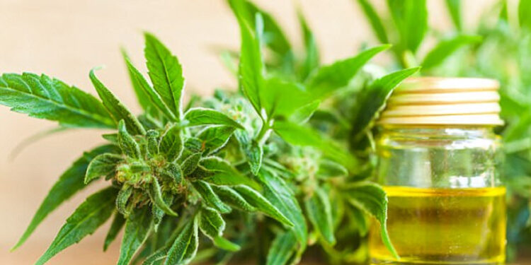 Legalizimi i kanabisit për qëllime mjekësore/ Mjekët skeptikë: Më shumë dëme në shoqëri, se të mira vaji kanabisit 750x375 1