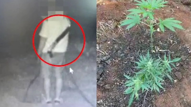 Toka me kanabis në fshatrat e Malësisë së Madhe, tre të arrestuar 1233