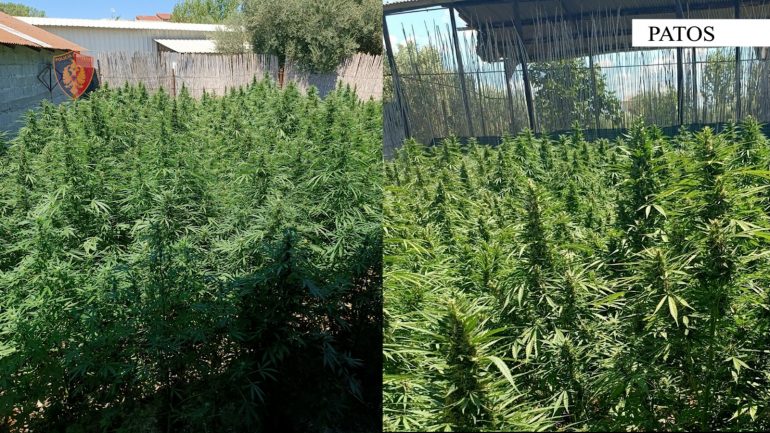 Asgjësohen 250 rrënjë kanabisi në Patos, në pranga babë e bir 60b60820 e652 4033 9171 44628f453214 770x433 1