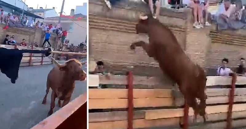 Provokonte demin, e pëson keq spektatori (Video) 800 0 0ccbb64e4ad092ba7881ae12d1966f2a 1