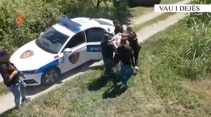 Asgjësohen 203 bimë kanabis në Vaun e Dejës, arrestohet kryeplaku i fshatit Vau i Dejes 1