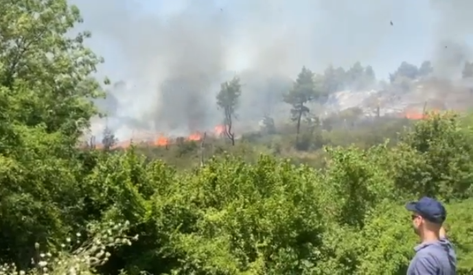 Fier, del jashtë kontrollit zjarri në pyllin me pisha e dushk në Peshtan Zjarri Peshtan