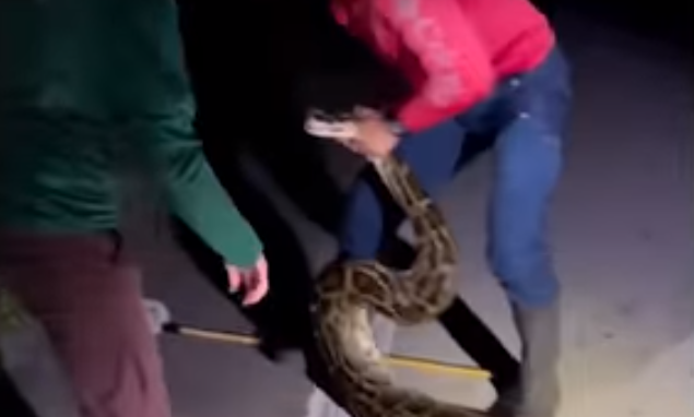 VIDEO/ Gjahtarët “luftë” me një piton 6 metra, më i gjati i kapur ndonjëherë në SHBA gjarper