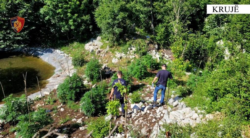 policia gjen kanabis ne kruje