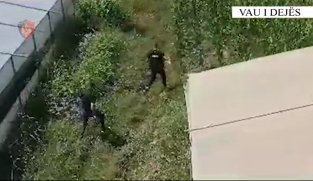 Policët zbulojnë serat me kanabis në Vaun e Dejës, dalin pamjet nga operacioni (VIDEO) vau