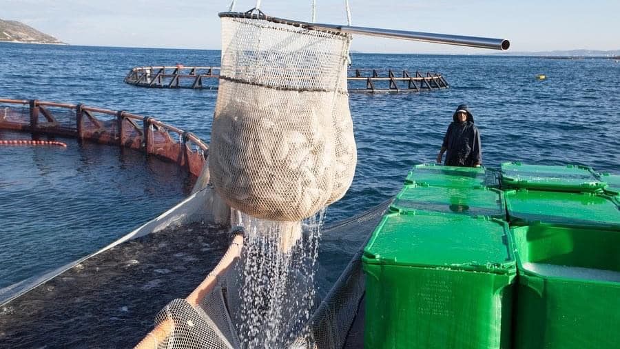 FOTO/ Edi Rama: Akuakultura vlerë e shtuar e ekonomisë blu, rritet në 30 mijë tonë prodhimi i peshkut 369790255 856889345806728 1299052799410215347 n