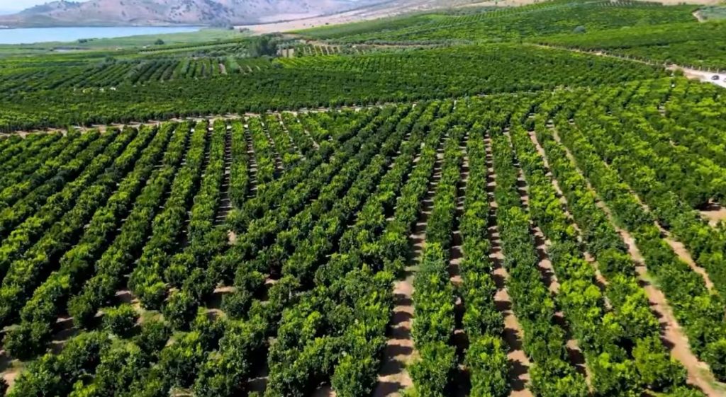 Rama “zgjohet” në Xarrë të Konispolit: Tokat e qëndisura nga pemët me mandarina, portokalle e limonë Capture 53
