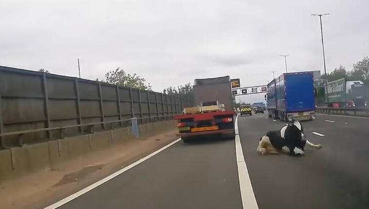 Momenti shokues shkakton neveri në rrjet, lopa bie nga kamioni në autostradë Lopa