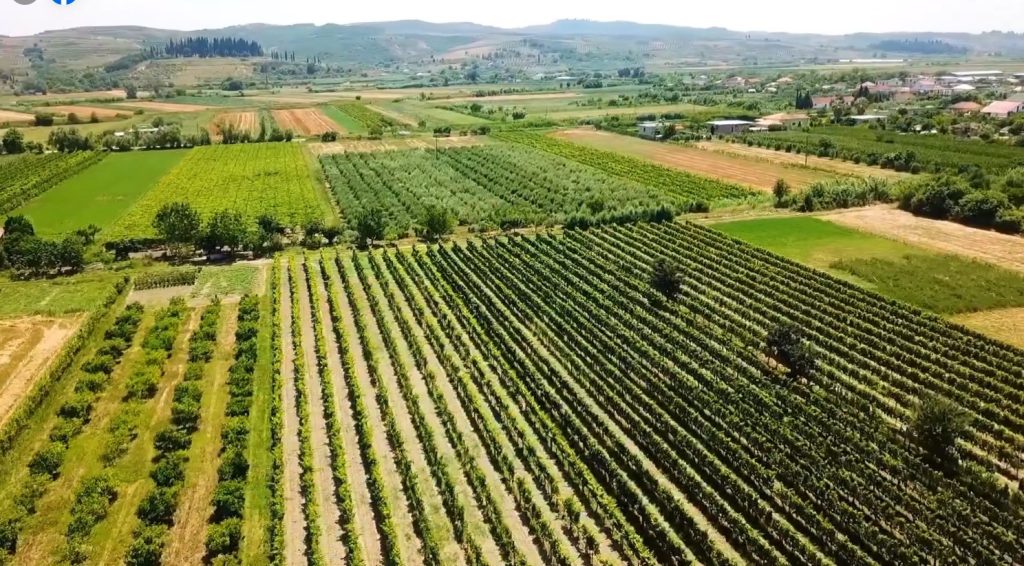 VIDEO/ Rama tregon fushat “e qëndisura” në Libofshë të Fierit Screenshot 49