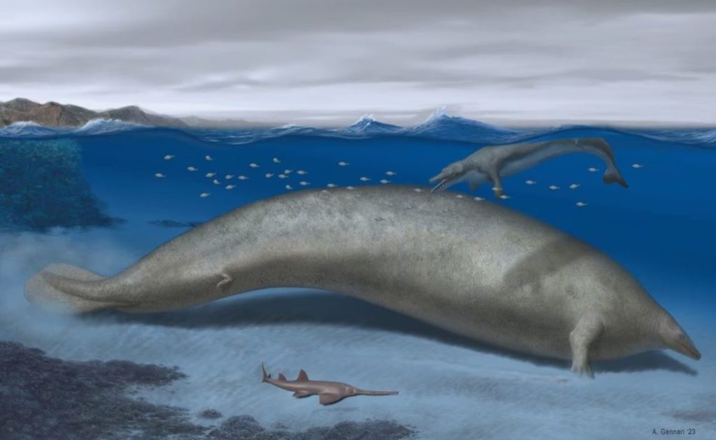 Balena më e rëndë në histori, jetoi rreth 40 milionë vjet më parë balena1 1172x720 1
