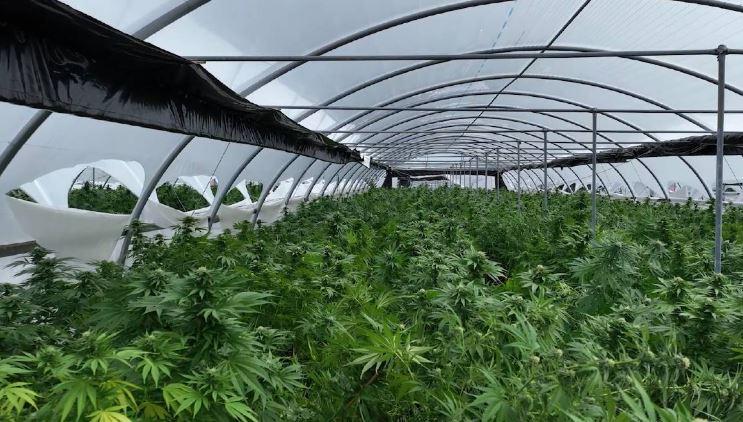 Plantacioni më i madh i kanabisit në histori, vlera 60 mln € droge