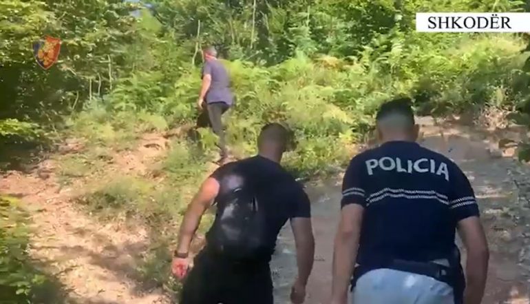 Policia operacion në qarkun e Shkodrës, asgjësohen mbi 15 mijë bimë kanabisi shkoder 770x441 1