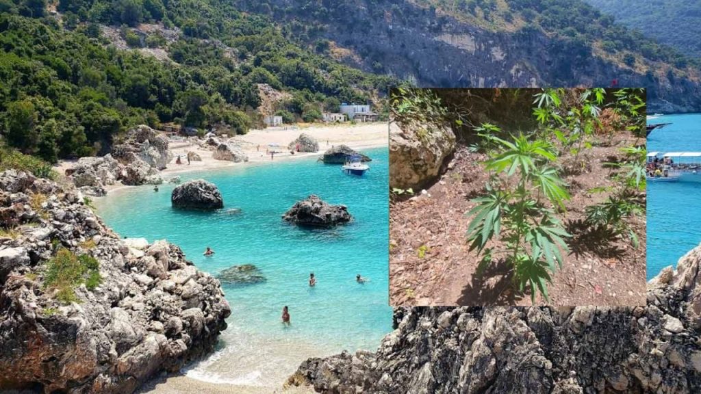 Plazh dhe kanabis për turistët në Krorëzës! Pronarët e lokaleve e prodhonin dhe e shisnin untitled 25