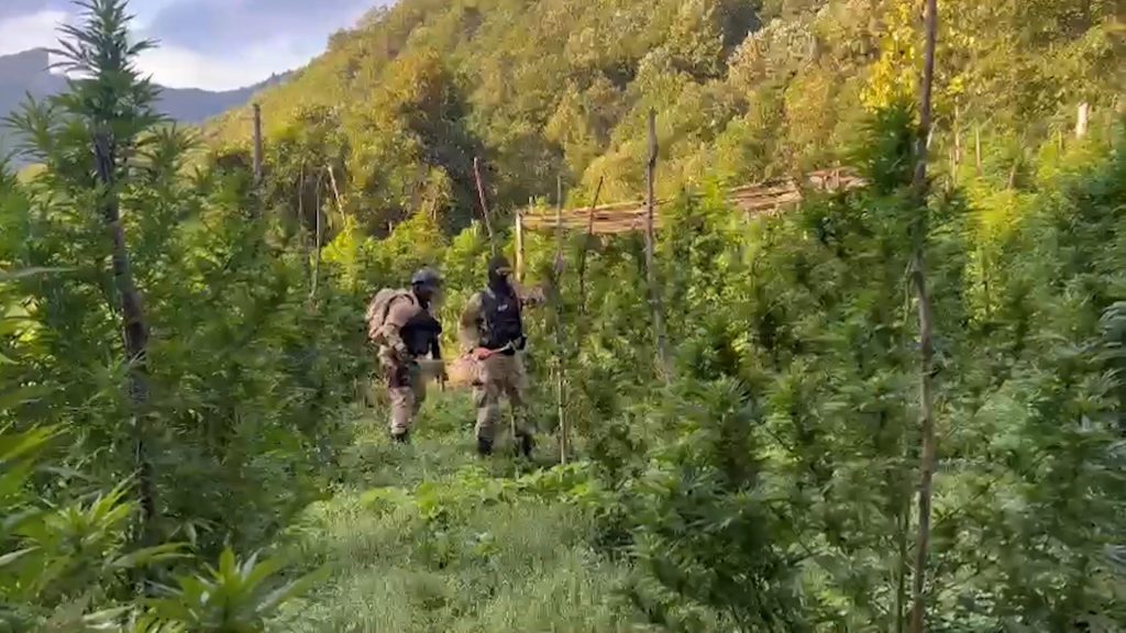 FOTO/ Mega operacion anti-kanabis në zonat e Shkodrës, plot 111 të arrestuar dhe 63 në kërkim 5 1694073480 A11