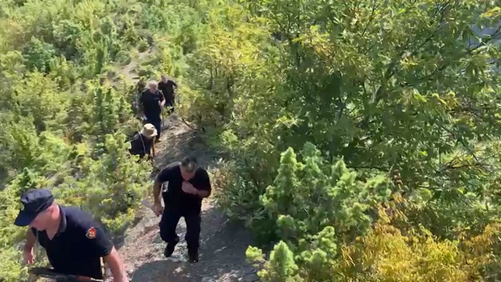 FOTO/ Mega operacion anti-kanabis në zonat e Shkodrës, plot 111 të arrestuar dhe 63 në kërkim 1 1694073480 A5