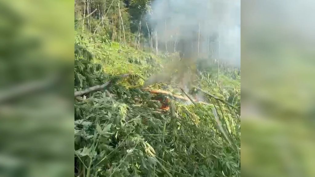 FOTO/ Mega operacion anti-kanabis në zonat e Shkodrës, plot 111 të arrestuar dhe 63 në kërkim 4 1694073480 A9