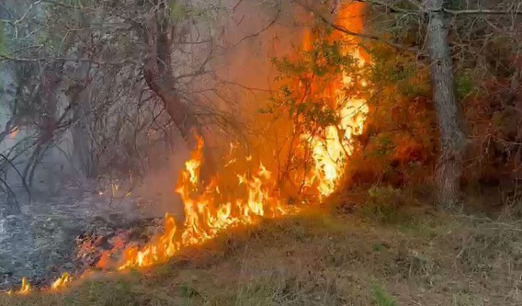 Zjarr në pyjet e Fieri, pritet ndërhyrje nga ajri për shuarjen e flakëve Capture 211 752x440 1