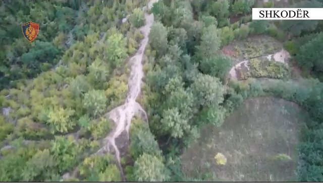 Bimë kanabisi në një fshat të Shkodrës, shpallen në kërkim 2 vëllezër (Emrat) 640 0 1696601288xcapturejpg 726