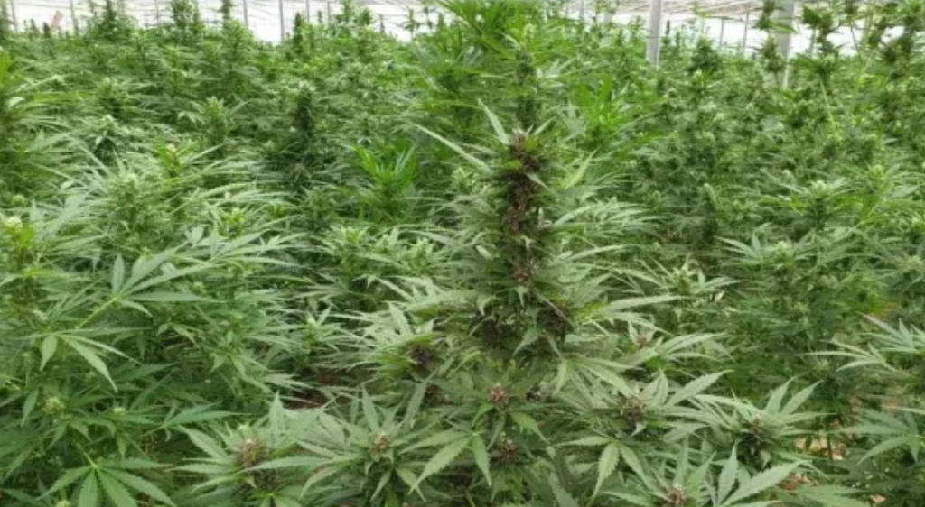 Zbulohet plantacioni i kanabisit në periferi të Selanikut, arrestohen 2 shqiptarë Kanabis