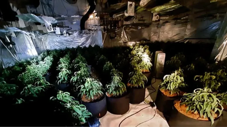 Kthyen azilin e pleqve në fermë kanabisi, arrestohen shqiptarët në Britani (emrat) 131953740 cannabismoortown.jpg 770x433 1