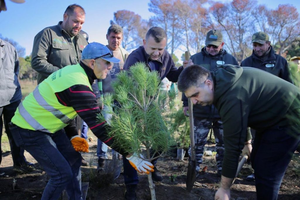 Rigjenerimi i zonës së Pishë-Poros, Rama: Një program që nis pikërisht në vitin dedikuar pyjeve IMG 2449