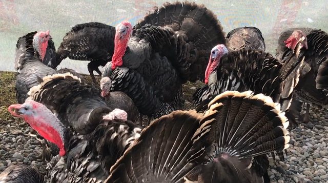 ”Mbreti i tavolinës”, fermerët në Peqin shpjegojnë rritjen e çmimit të gjelit të detit gjel deti