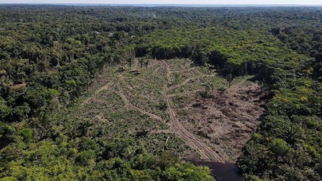 Shpyllëzimi në Amazonë ra me 50% në vitin 2023 shpyllezimi