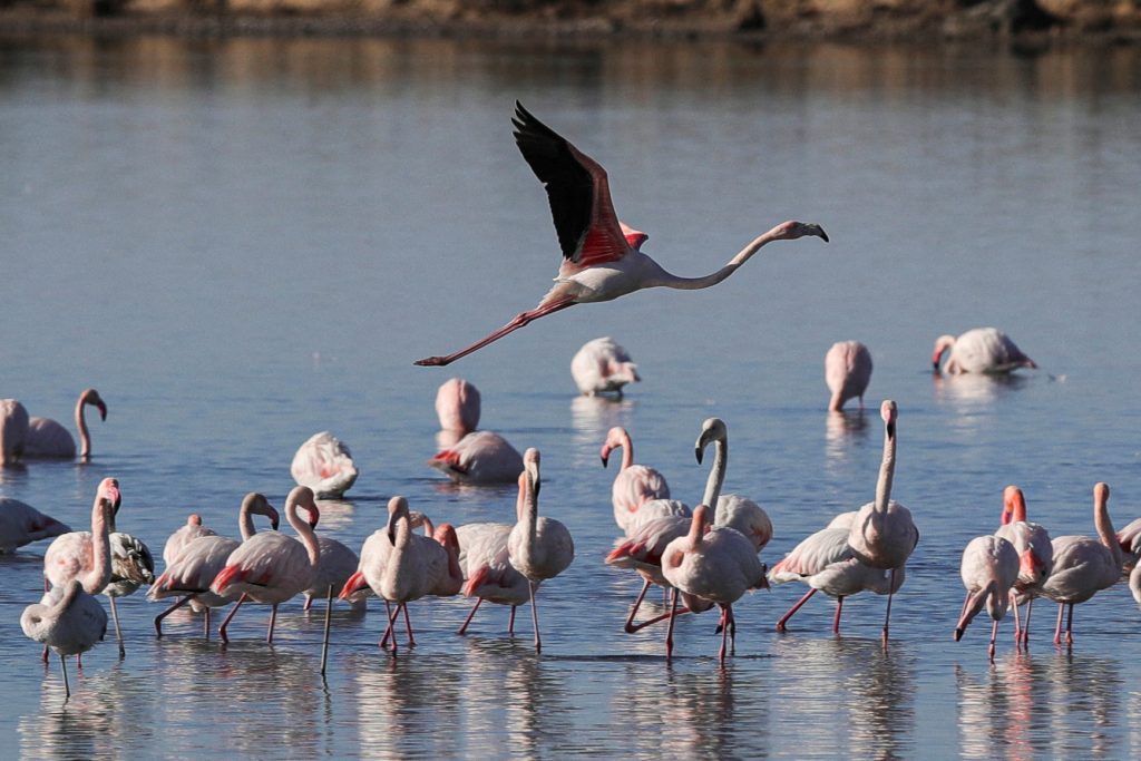 Rama tregon magjinë e flamingove në Nartë NQWCE4H76BK57HPLFJVMK4C6J4