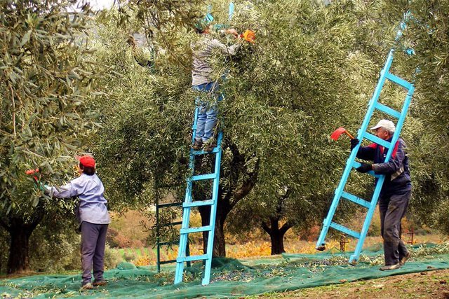 Shqiptarët e braktisën, Greqia hedh sytë për krah pune në Indi ullinj
