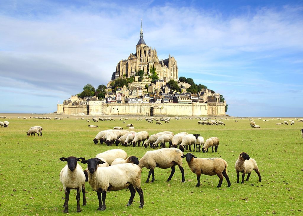 1328430 sheep in front of mont saintmichel normandy