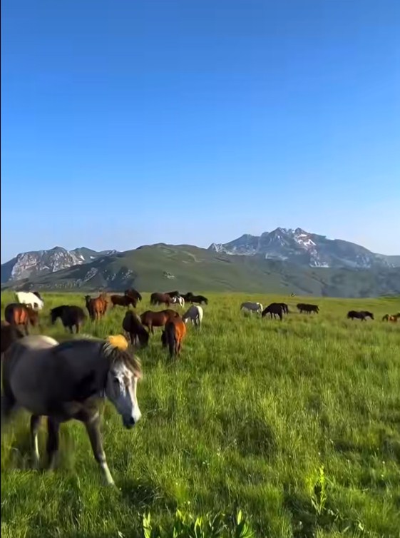 VIDEO/ Edi Rama: Shtegu i Ngjyrave, itinerar mes peizazheve të mrekullueshme në Parkun Natyror Korab-Koritnik Screenshot 1 61