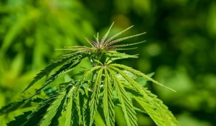 Gjermania legalizon përdorimin e kanabisit a 252 752x440 1
