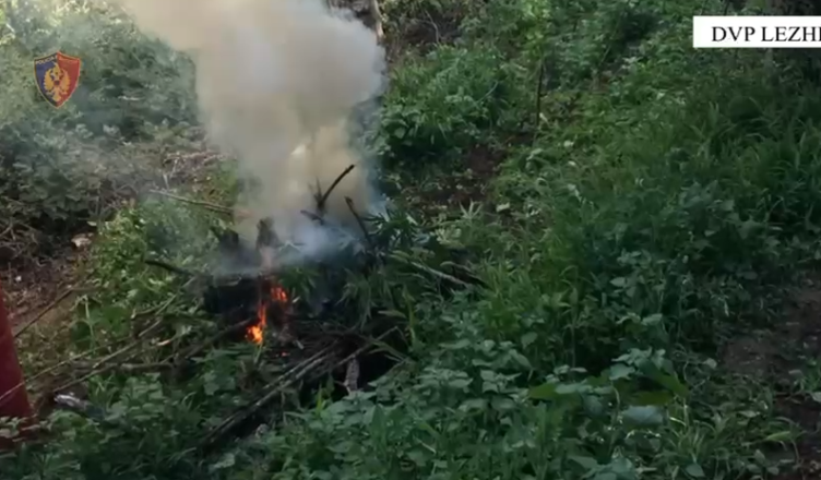Dy vëllezër kultivonin kanabis në Kurbin, e pëson dhe kryeplaku me specialistin e pyjeve IMG 4215