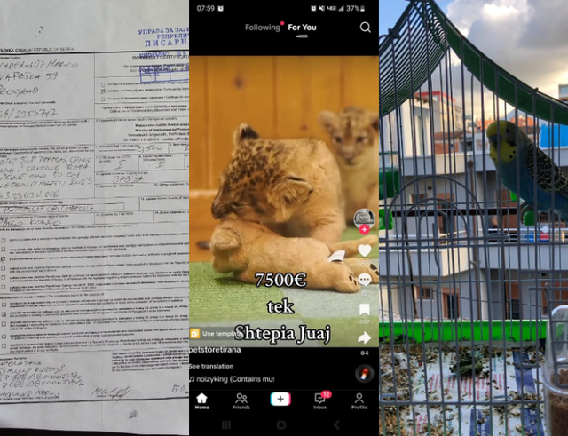 “Klinikat veterinare lëshojnë certifikata false”, kush e favorizon tregun ilegal të kafshëve të rralla! 640 0 zxczxc 1720168514
