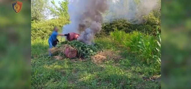 Asgjësohen 3561 bimë narkotike në Shkodër kanabis 1