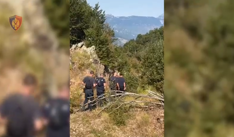 Asgjësohen mbi 2800 rrënjë kanabisi në Shkodër IMG 8190
