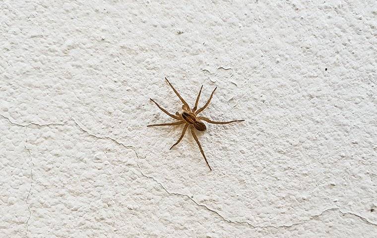 Humbi jetën nga pickimi i merimangës kafe. Mjeku tregon simptomat e para që të jep a9baugha5o2
