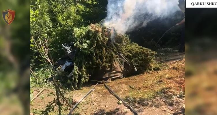 Zbulohen dhe asgjësohen rreth 12 mijë bimë kanabis në Shkodër shkoder 1 752x400 1